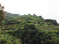 Terraces at Monterosso